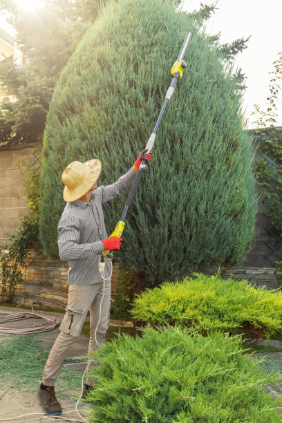 Reliable Plainfield Village, CT Tree Services Solutions